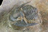 Sculptoproetus Trilobite - Rare Proetid #71684-2